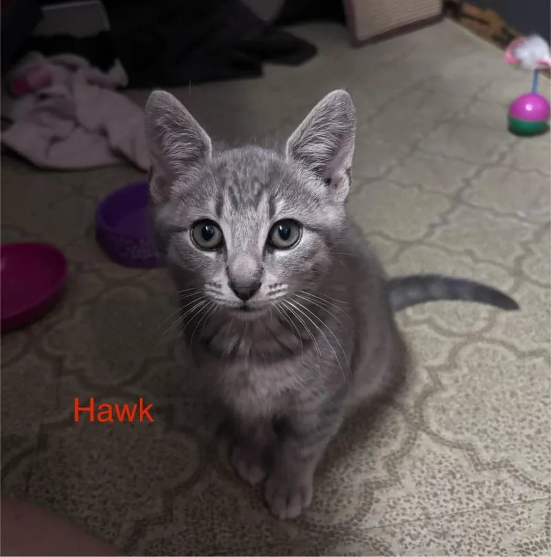 Hawk thumbnail 4