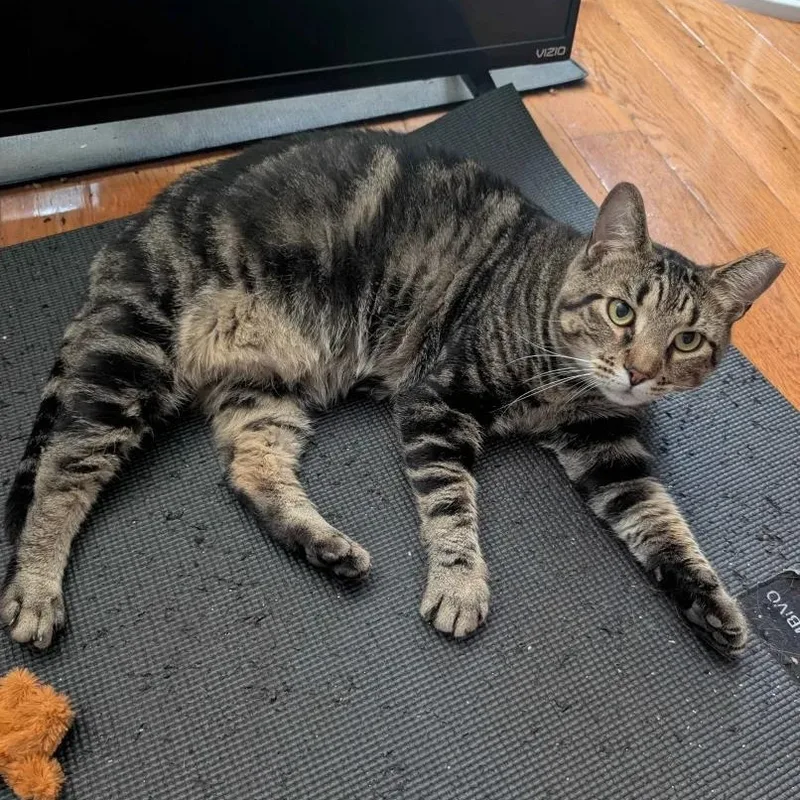 An adult medium-sized male Tabby (Buff / Tan / Fawn) American Shorthair cat named Jonny for adoption in Weehawken, NJ