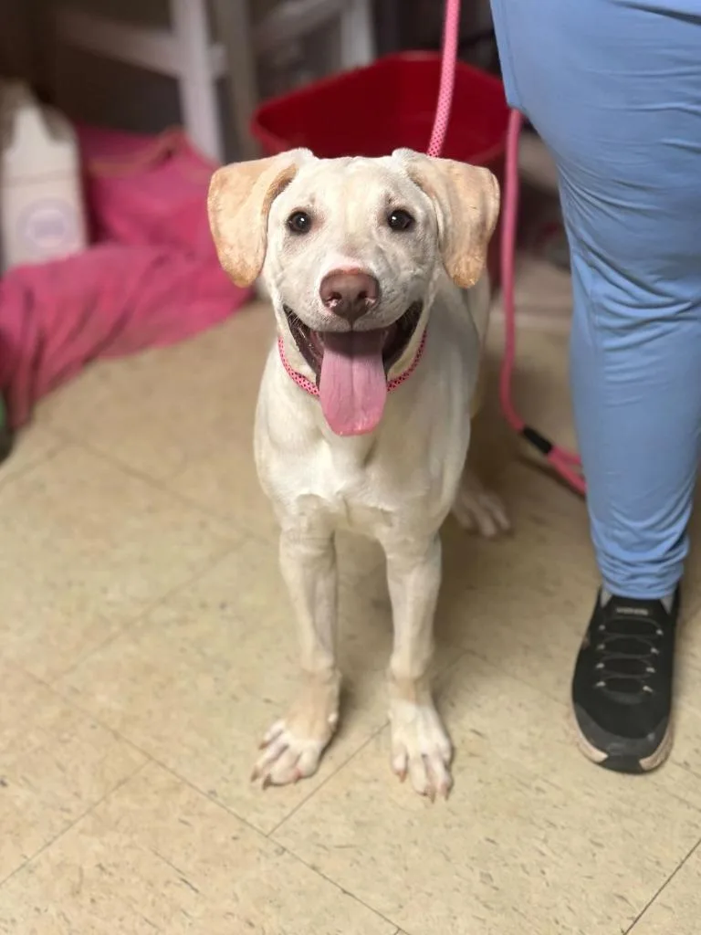 Scrambler thumbnail 2