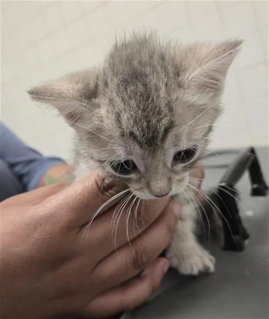 A baby medium-sized female Domestic Short Hair cat named Sun for adoption in Dallas, TX