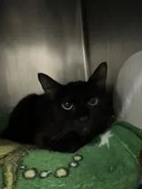 An adult medium-sized male Black Domestic Short Hair cat named Ziro for adoption in Manitowoc, WI
