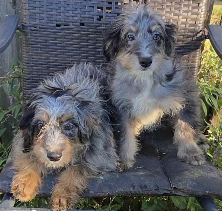 A baby small-sized male Merle (Blue) Aussiedoodle dog named MORTI or MONTI Mini for adoption in Woodsfield, OH