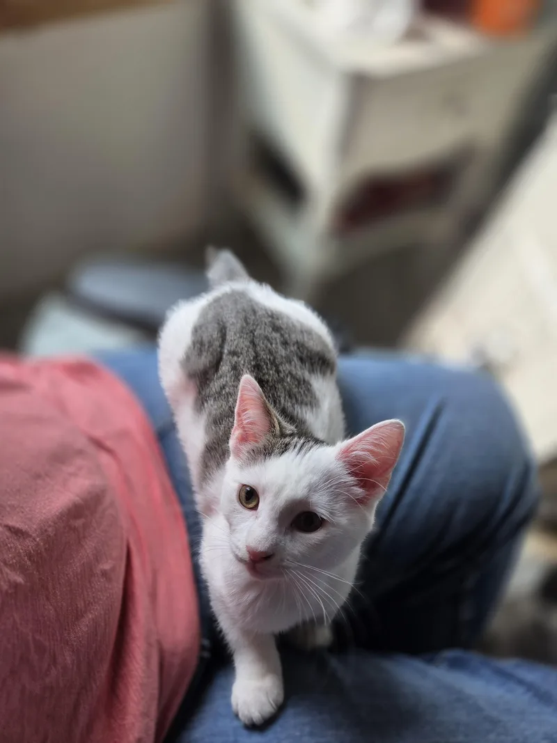 A baby medium-sized female White Domestic Short Hair cat named Nala for adoption in Rochester, NY