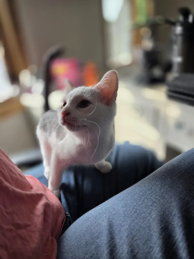 Nala thumbnail 2