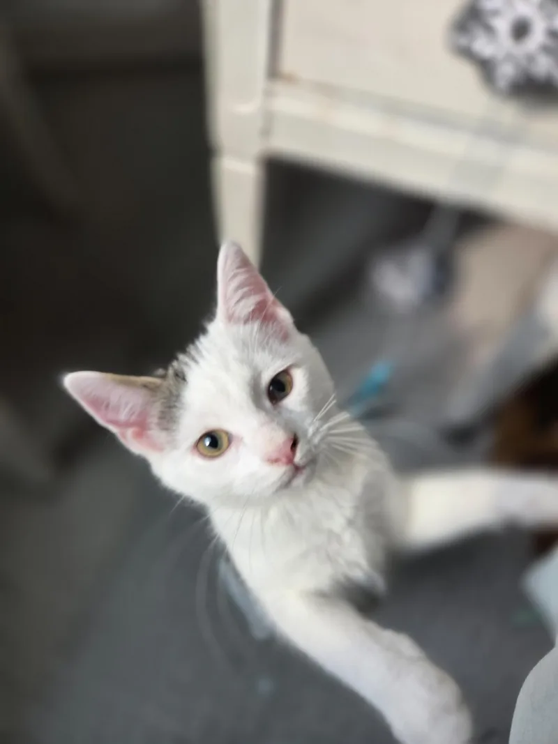 Nala thumbnail 3
