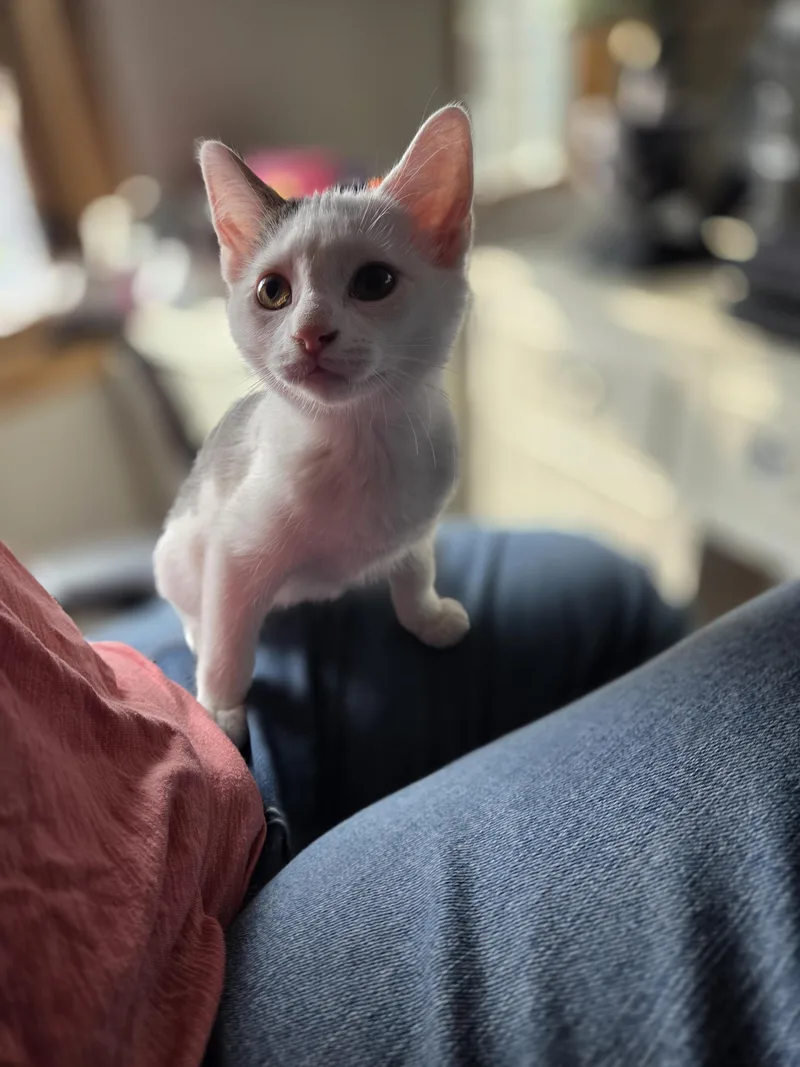 Nala thumbnail 4