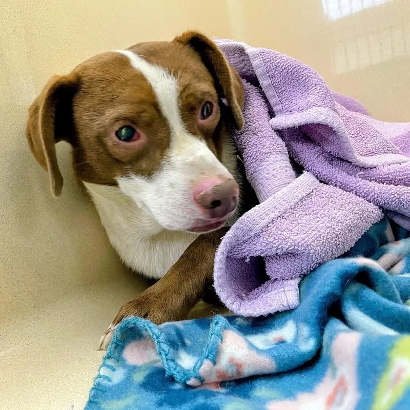 An adult small-sized male Beagle dog named Cow Tale for adoption in Verona, VA