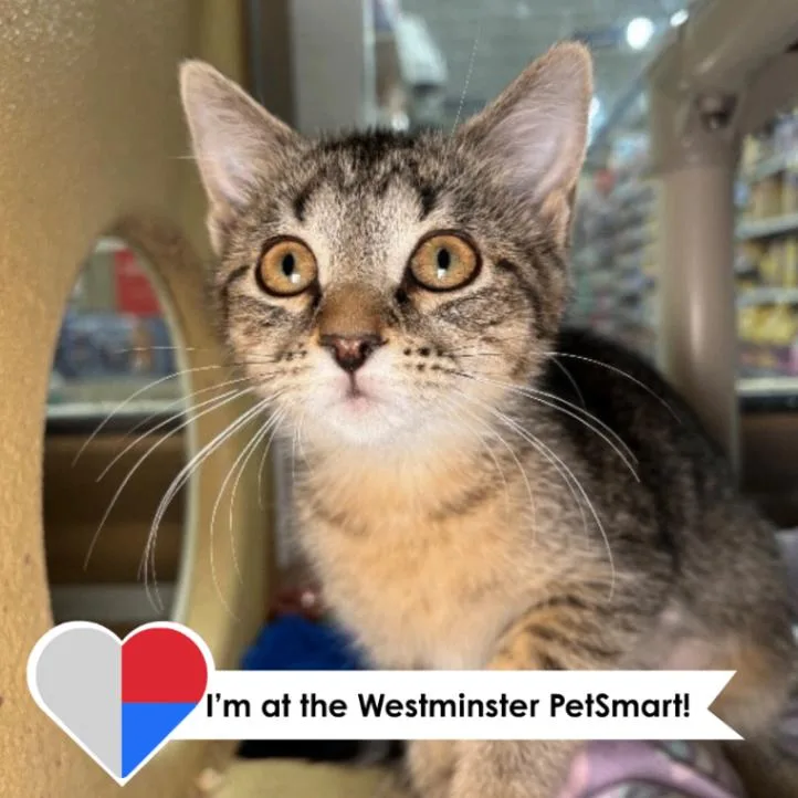 A young medium-sized female Domestic Medium Hair cat named Miso for adoption in Fort Collins, CO