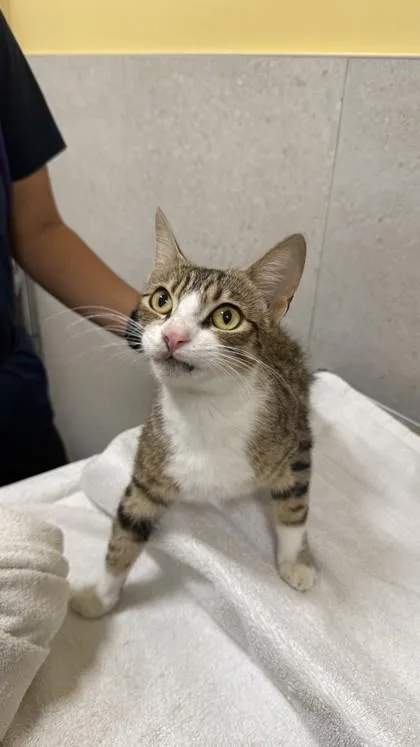 An adult small-sized female Domestic Short Hair cat named Peaches for adoption in Honolulu, HI