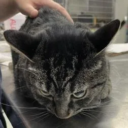 An adult medium-sized female Gray / Blue / Silver Domestic Short Hair cat named Mia for adoption in Marble, NC