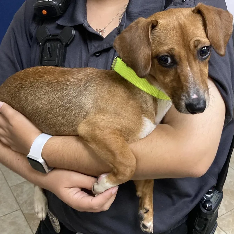 A young small-sized female Chihuahua dog named Coraline for adoption in Galveston, TX