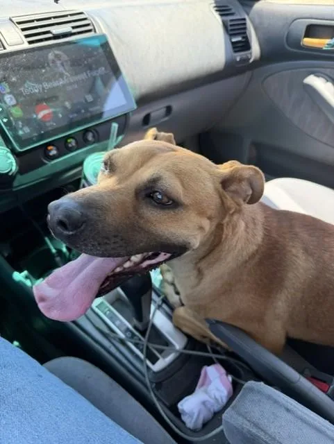 A young medium-sized female German Shepherd Dog dog named Marigold for adoption in Bakersfield, CA