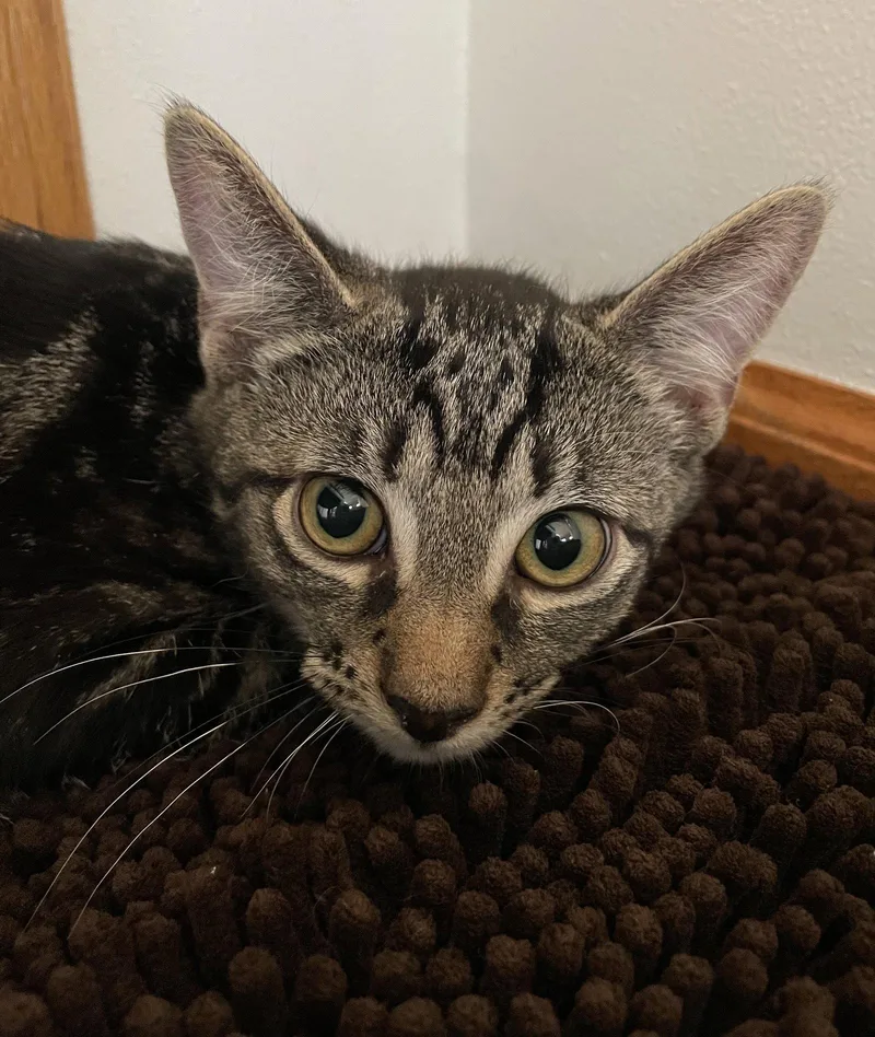 A baby medium-sized male Tabby cat named Moonlight for adoption in Island Lake, IL