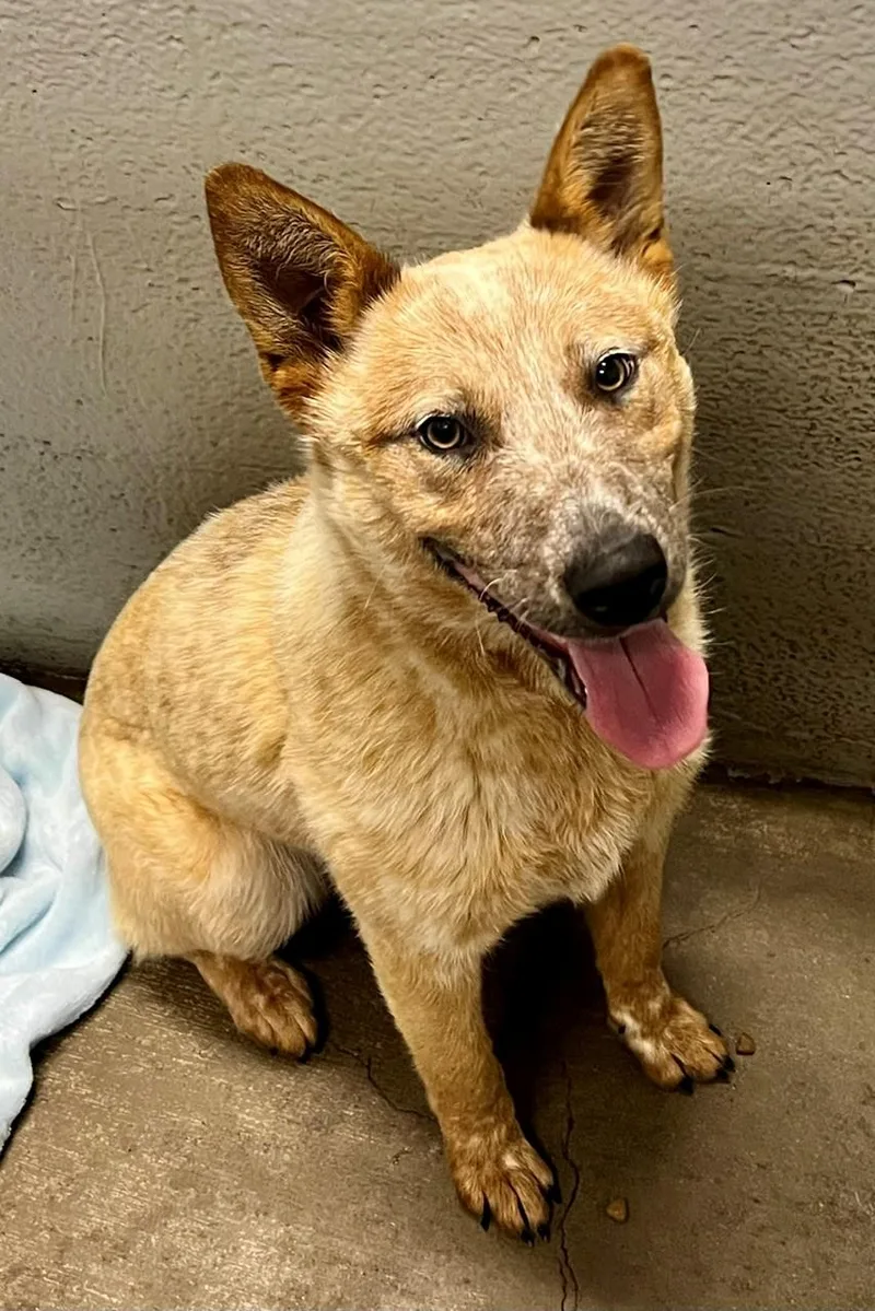 A young medium-sized female Merle (Red) Australian Cattle Dog / Blue Heeler dog named Banjo for adoption in Edinburg, VA