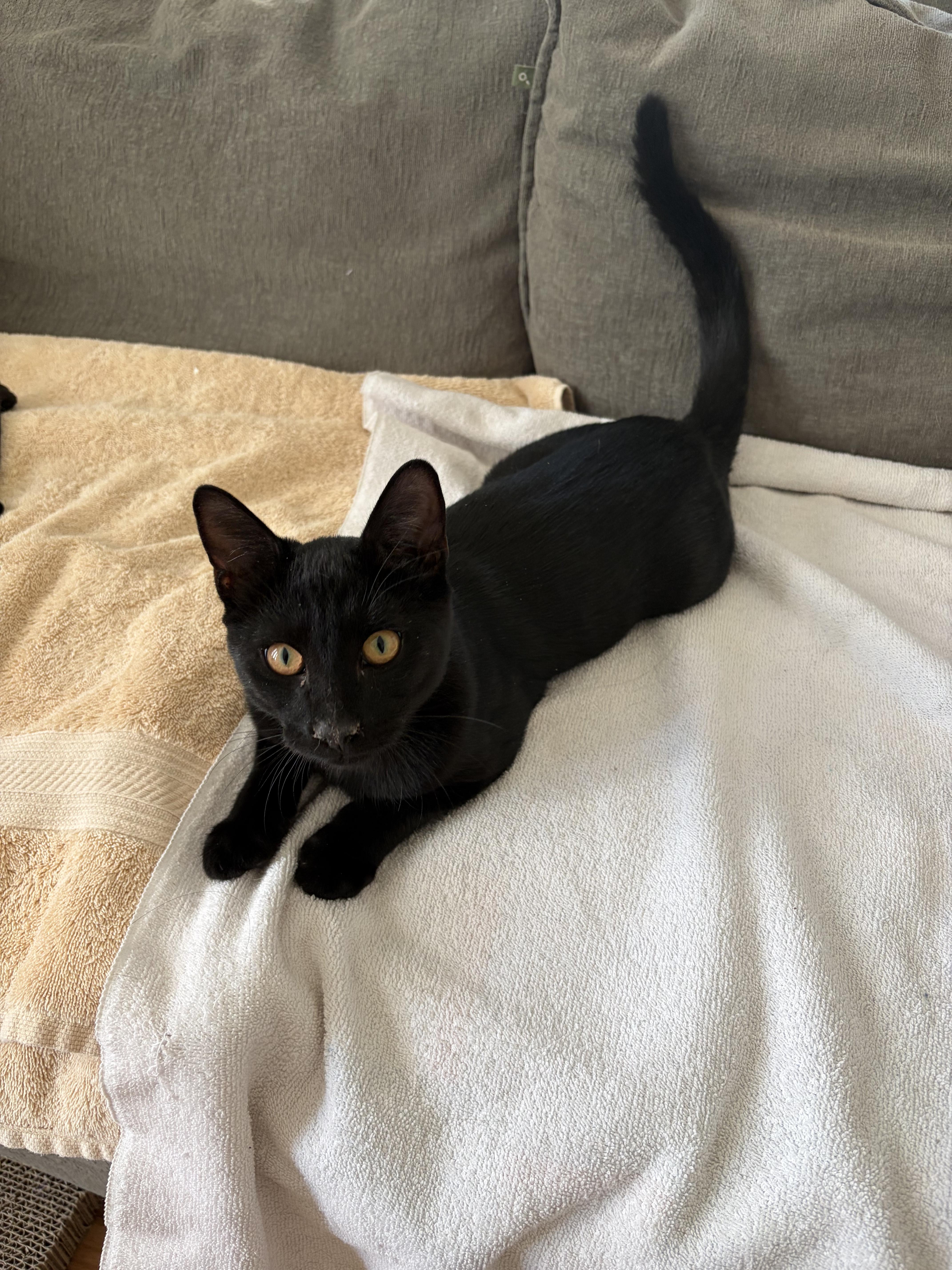 A young medium-sized male Domestic Short Hair cat named Mocha for adoption in South Pasadena, CA