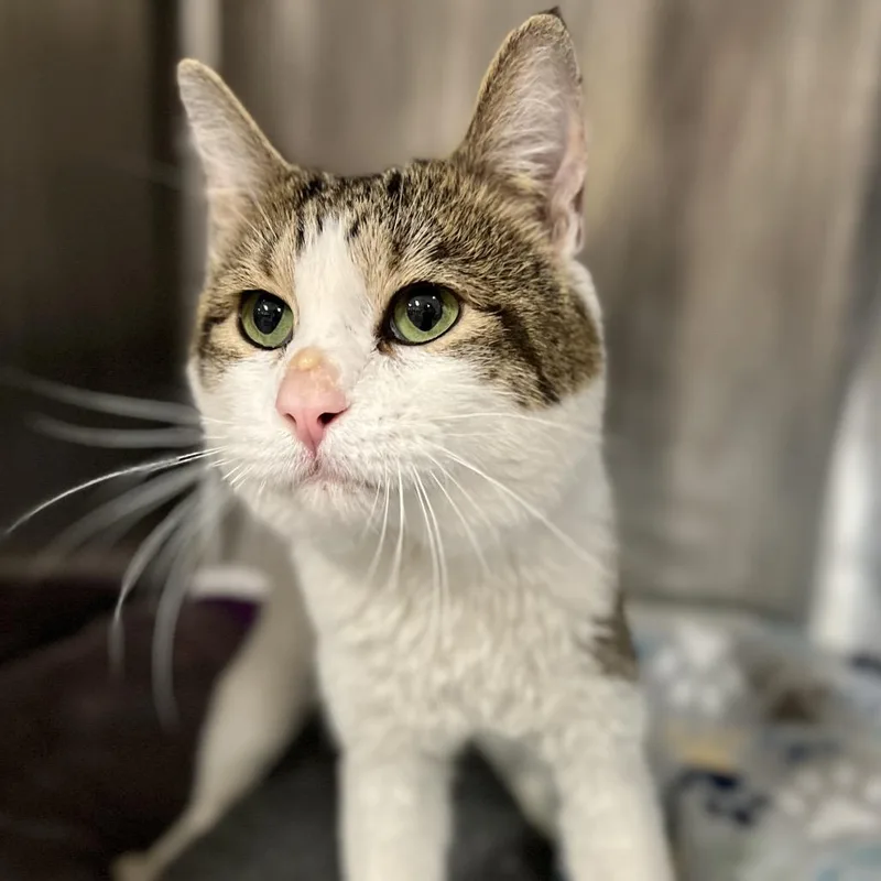 An adult medium-sized male Brown / Chocolate Domestic Short Hair cat named Giuseppe for adoption in Salt Lake City, UT