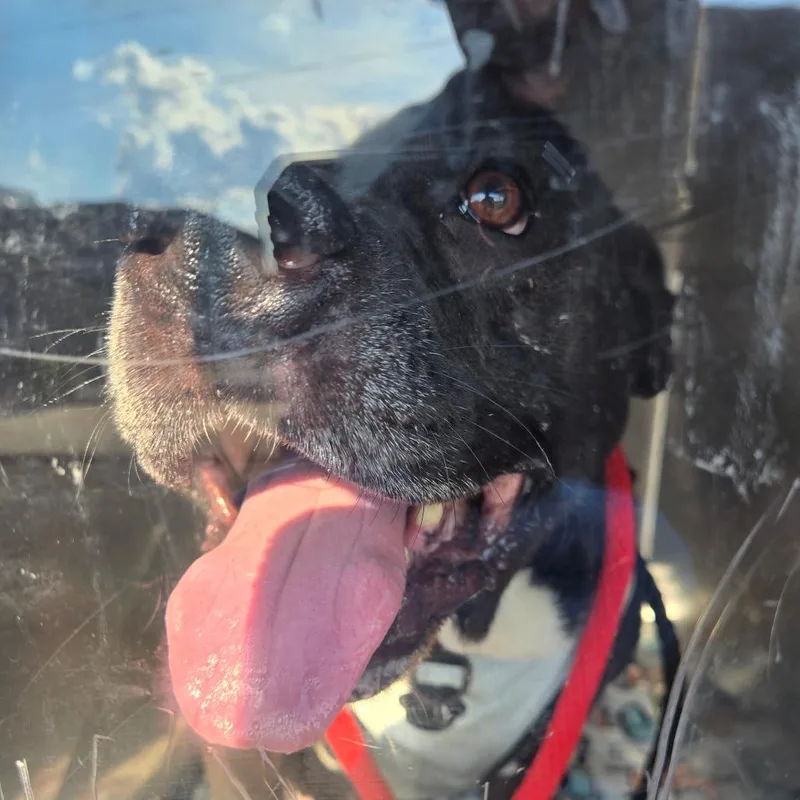 An adult large-sized male Black Pit Bull Terrier dog named Brute for adoption in Philadelphia, PA