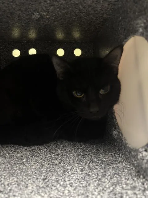 A young large-sized male Domestic Short Hair cat named Biggie for adoption in Indianapolis, IN