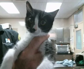 A baby small-sized female Domestic Short Hair cat named Petunia for adoption in Sacramento, CA