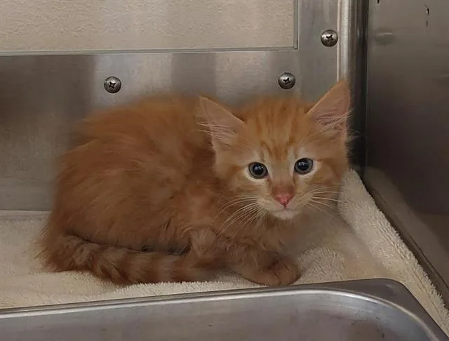 A baby small-sized female Domestic Medium Hair cat named Pop for adoption in Chula Vista, CA