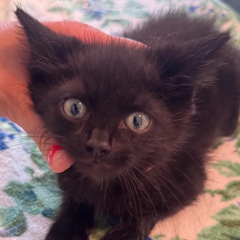 A baby small-sized male Black Domestic Short Hair cat named Nova for adoption in Salisbury, MA