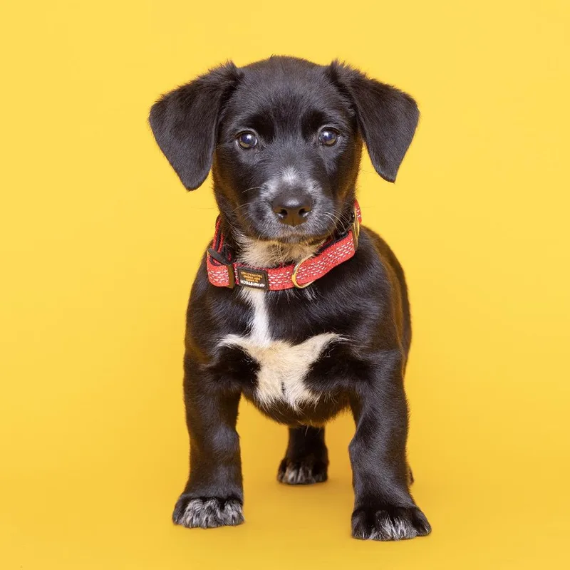 A baby small-sized male Black Mixed Breed dog named Jazz for adoption in Franklin, TN