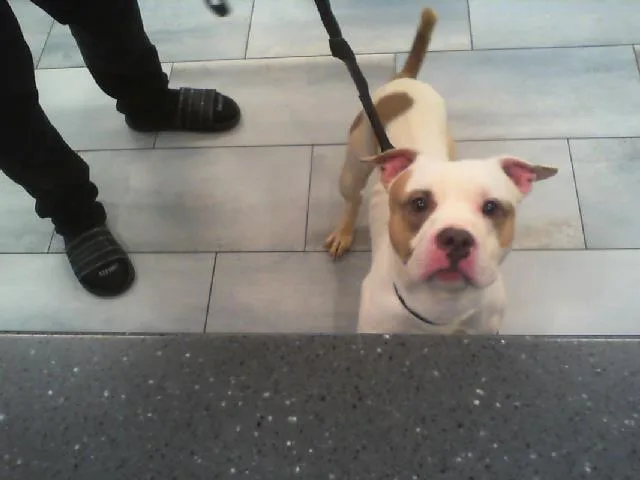 A young medium-sized male Pit Bull Terrier dog named A for adoption in Charlotte, NC
