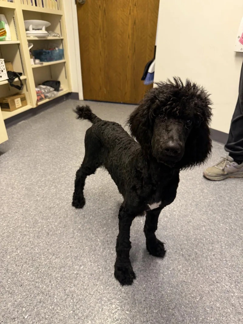 A young large-sized male Standard Poodle dog named Hashbrown for adoption in Steeleville, IL