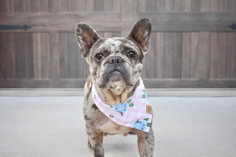 An adult small-sized female French Bulldog dog named Felisha for adoption in Frisco, TX
