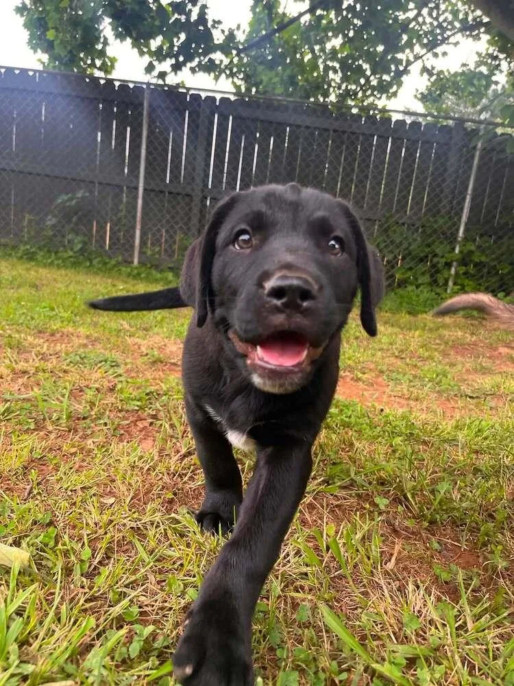 A baby large-sized male Tricolor (Brown, Black, & White) Mixed Breed dog named Binky for adoption in Acworth, GA