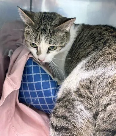 An adult medium-sized female Domestic Short Hair cat named Tabitha for adoption in Fishers, IN