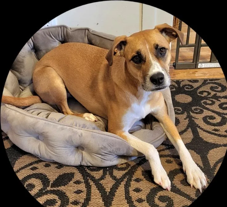 Cinnamon thumbnail 3