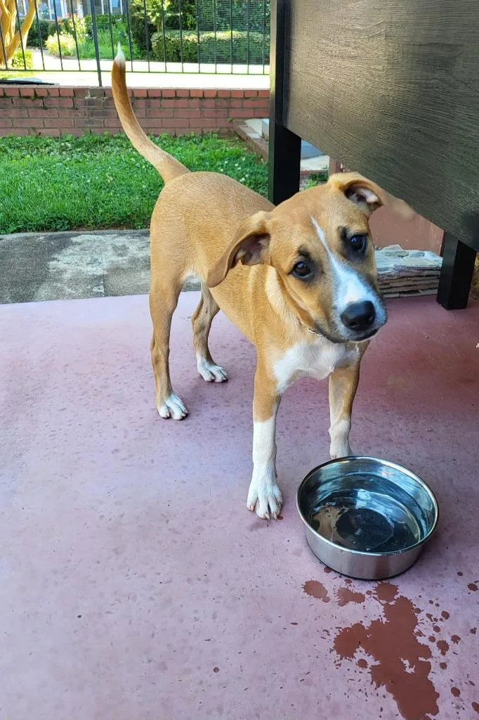 Cinnamon thumbnail 4