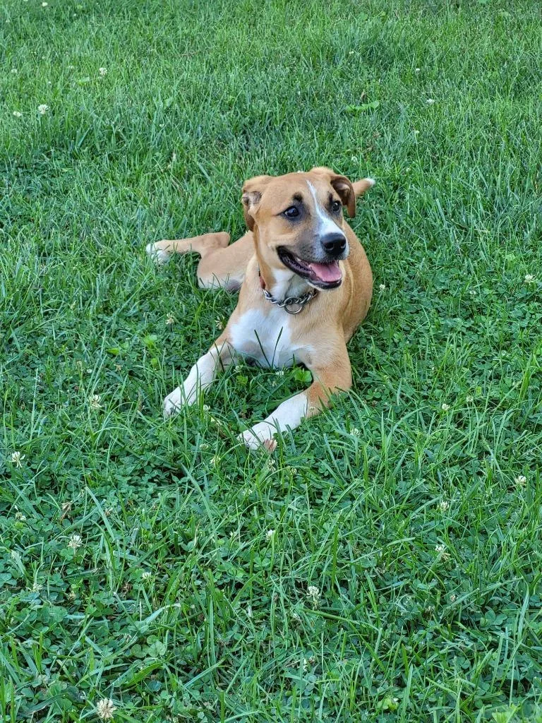 Cinnamon thumbnail 5