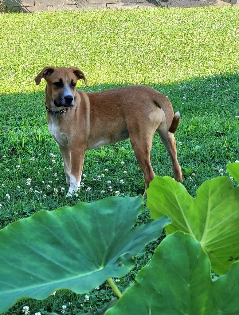 Cinnamon thumbnail 6