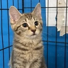 A baby medium-sized female Tabby (Gray / Blue / Silver) Domestic Short Hair cat named Gigi for adoption in Louisville, KY