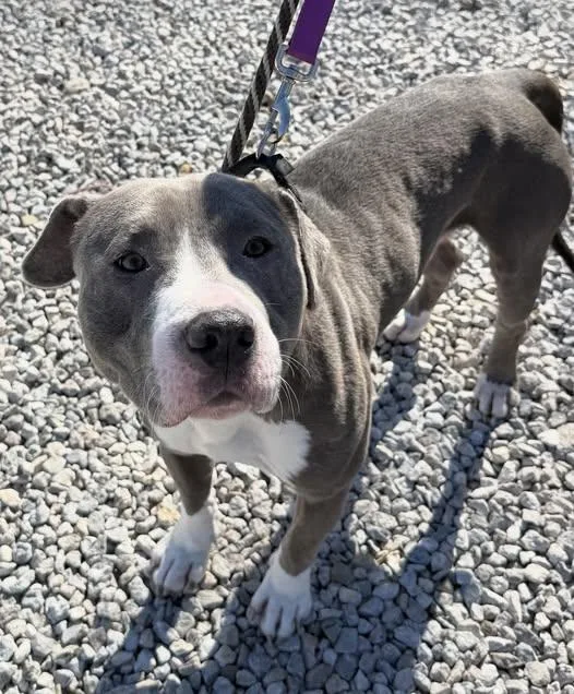 A young medium-sized male Gray / Blue / Silver Pit Bull Terrier dog named Kash for adoption in Warren, OH