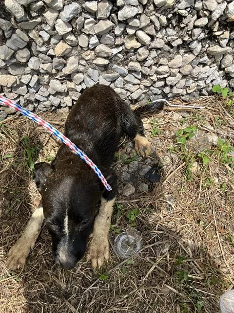 A baby large-sized female Mixed Breed dog named Sweden for adoption in Dallas, TX