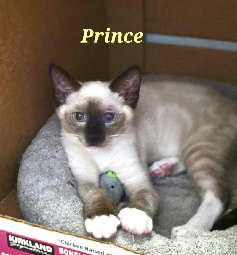 A baby medium-sized male Cream / Ivory Siamese cat named Prince for adoption in Mission Viejo, CA