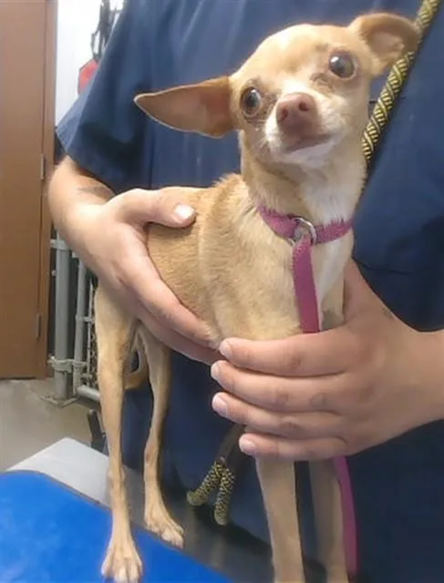 An adult small-sized female Chihuahua dog named Cricket for adoption in Phoenix, AZ