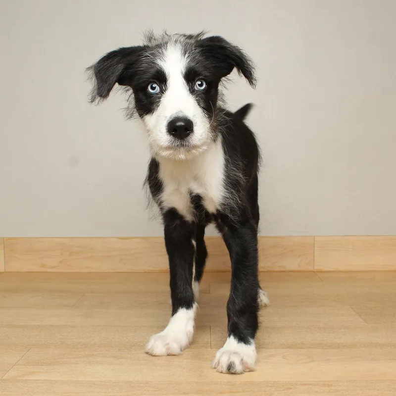 A baby medium-sized male Black Collie dog named Pudge D for adoption in Minnetonka, MN