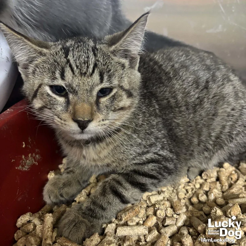 A baby medium-sized male Domestic Short Hair cat named Zane for adoption in Washington, DC