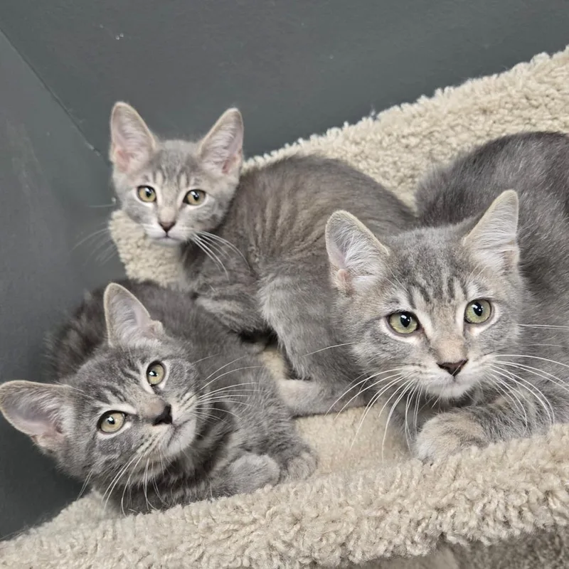 A baby small-sized male Gray / Blue / Silver Domestic Short Hair cat named Ponyboy for adoption in Hamburg, NY