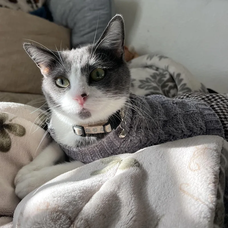 An adult medium-sized female Gray & White Domestic Short Hair cat named Ayla for adoption in Los Angeles, CA