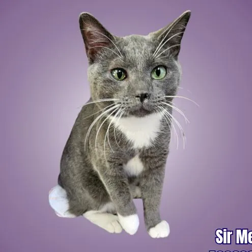 A young small-sized male Gray / Blue / Silver Domestic Short Hair cat named Sir Meows for adoption in Austin, TX