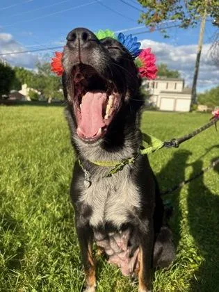 An adult medium-sized female Australian Kelpie dog named Danilynn aka Dani for adoption in Cincinnati, OH
