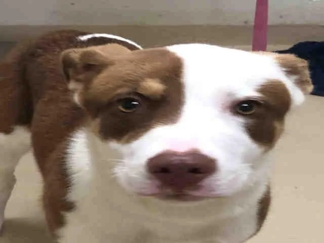 An adult medium-sized female Mixed Breed dog named Tempura for adoption in Columbia, SC