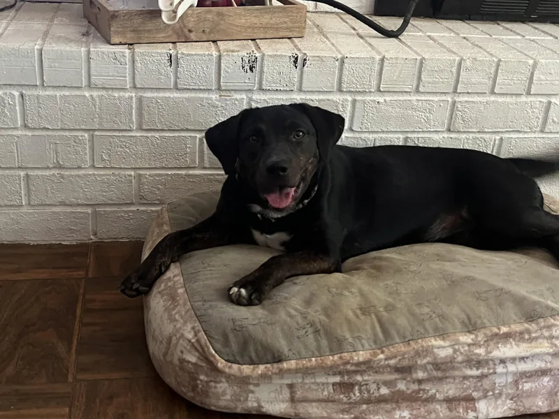 A young medium-sized female Black Mixed Breed dog named Reba for adoption in Nantucket, MA