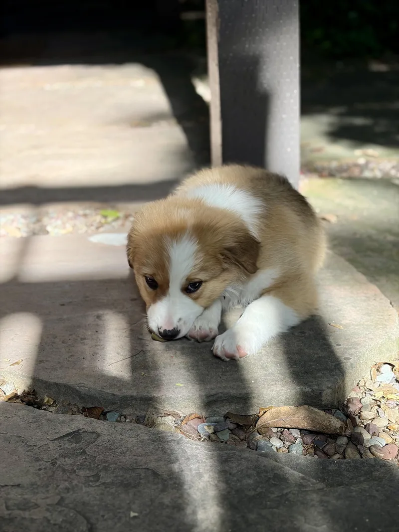 A baby medium-sized female Apricot / Beige Collie dog named Maple for adoption in Los Gatos, CA