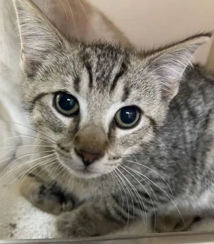 A baby medium-sized male Domestic Short Hair cat named Mikey for adoption in Cincinnati, OH